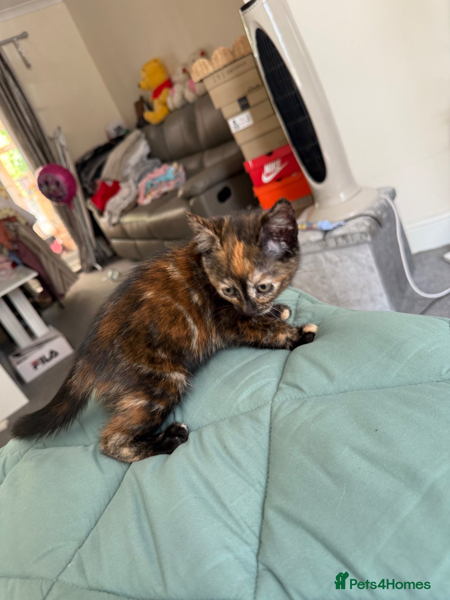 Mixed Breed cats for sale: Kittens for sale READY NOW in Brandon - Advert 33