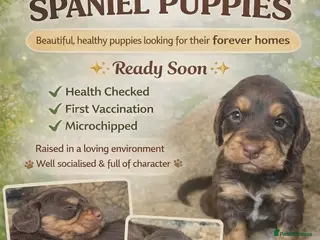 Cocker Spaniel dogs Beautiful chocolate and tan working cockers - Advert 7