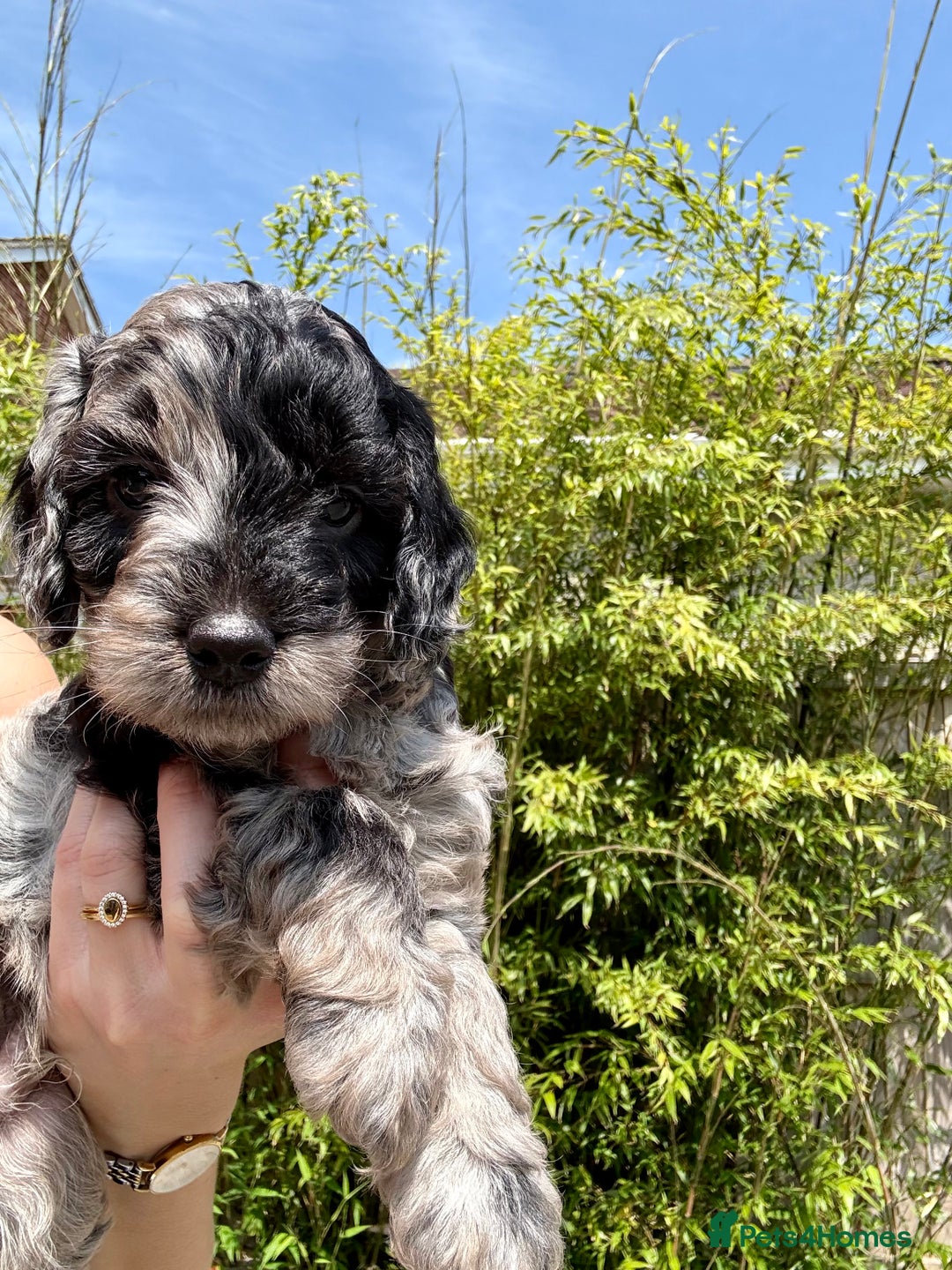 Cockapoo dogs for sale: Beautiful colour Cockapoo Puppies- Ready to go!  - Image 6