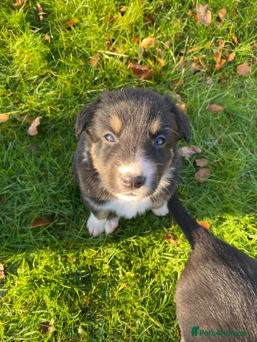 Mixed Breed dogs for sale: Beautiful Welsh Collie x Border Collie Puppies - Advert 5