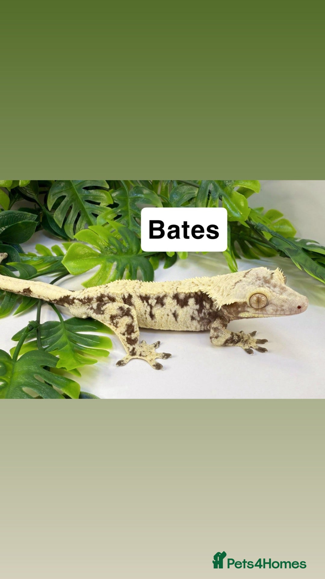 Gecko reptiles Updated Mixed crested geckos  - Advert 13