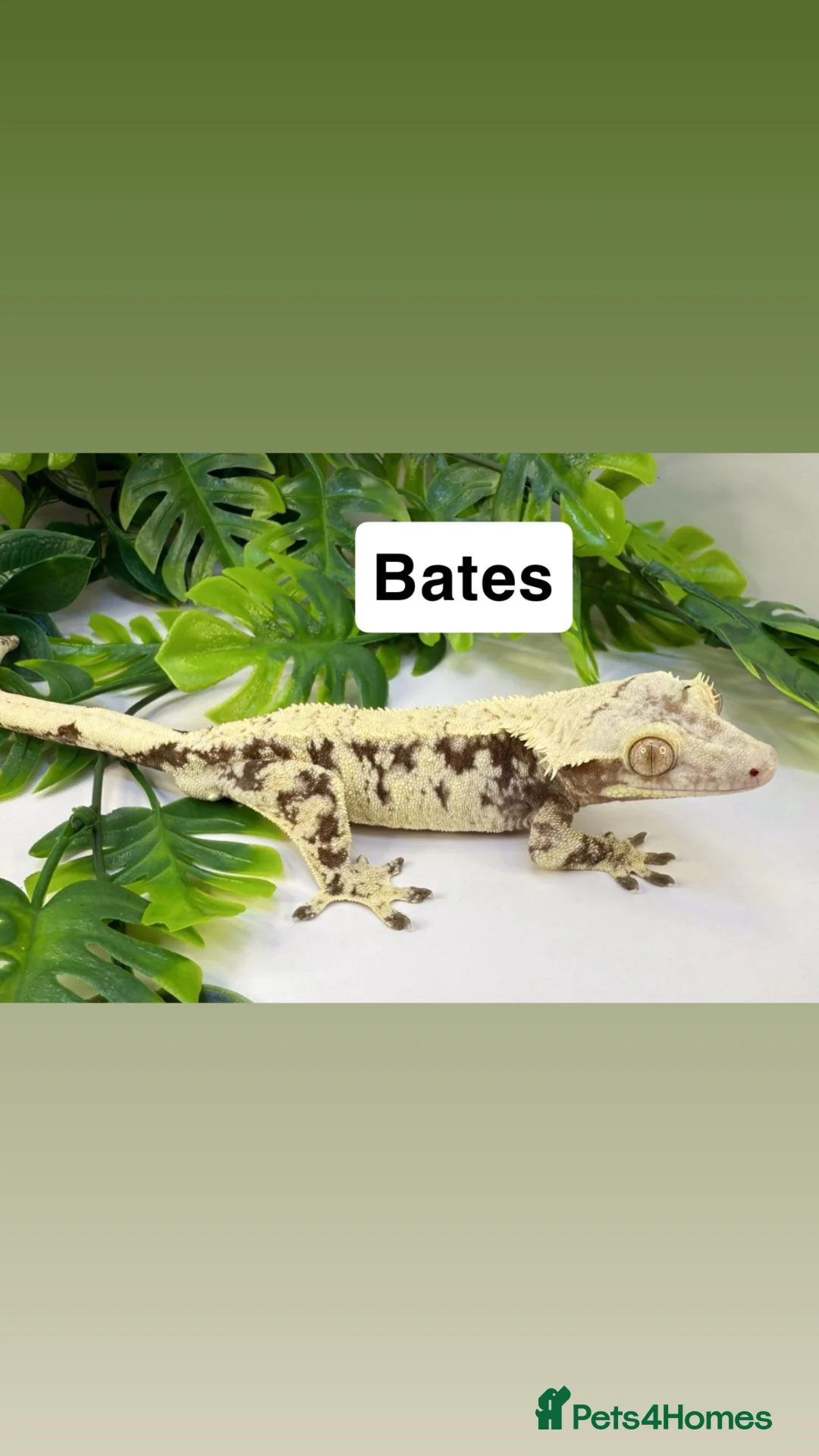 Gecko reptiles for sale: Updated Mixed crested geckos  - Advert 1