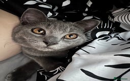 Scottish Fold cats for sale: Scottish straight boy  - Image 5