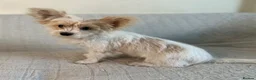 Yorkshire Terrier dogs for sale: BEAUTIFUL GOLDDUST YORKSHIRE TERRIER PUPPIES - Advert 3