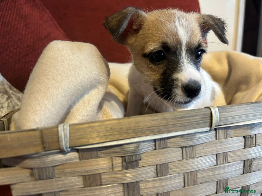 Jack Russell dogs for sale: Beautiful Jack Russel Puppies  - Image 8
