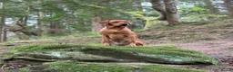 Labrador Retriever dogs for sale: Dark fox red Labrador puppies in Newcastle upon Tyne - Advert 1