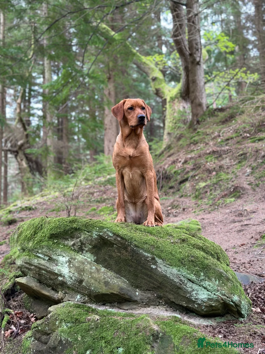 Labrador Retriever dogs for sale: Dark fox red Labrador puppies in Newcastle upon Tyne - Advert 1