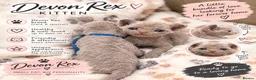 Devon Rex cats for sale: Beautiful Devon Rex Kittens 🐾❤️ - Advert 11