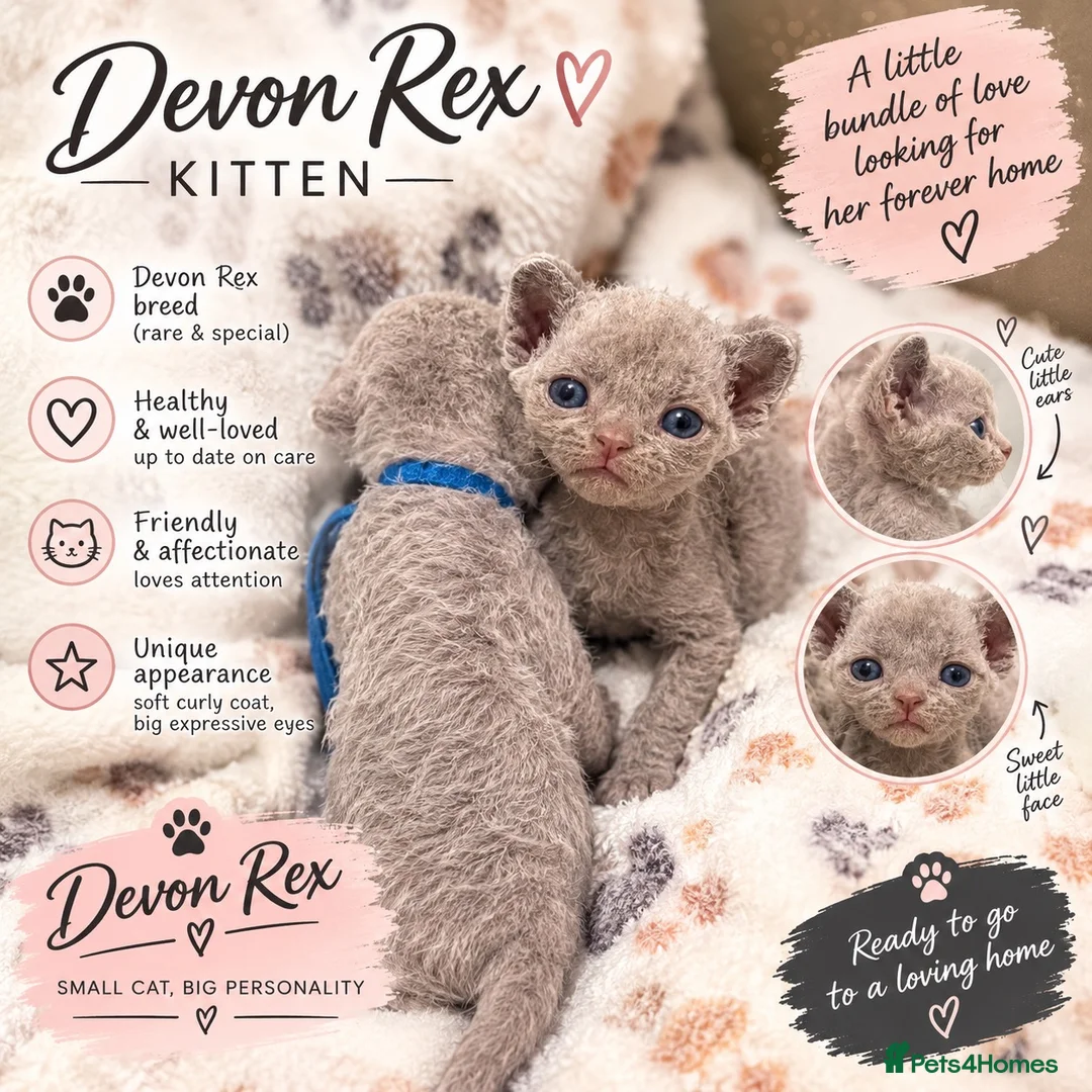 Devon Rex cats for sale: Beautiful Devon Rex Kittens 🐾❤️ - Advert 11