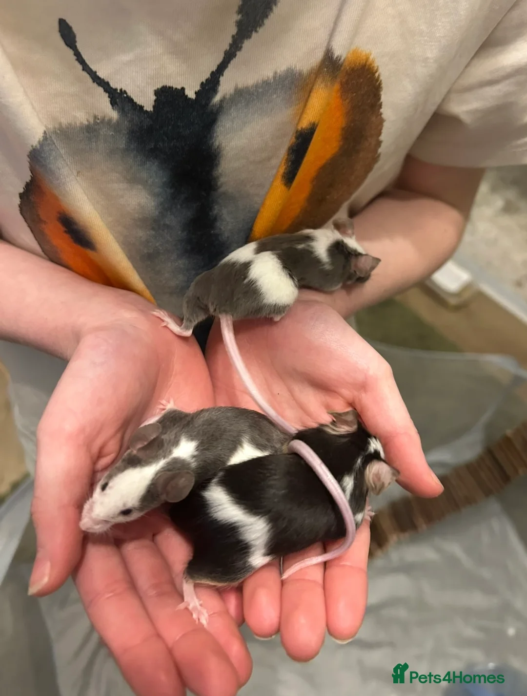 Mouse rodents for sale: 3 friendly female fancy mice - Advert 2