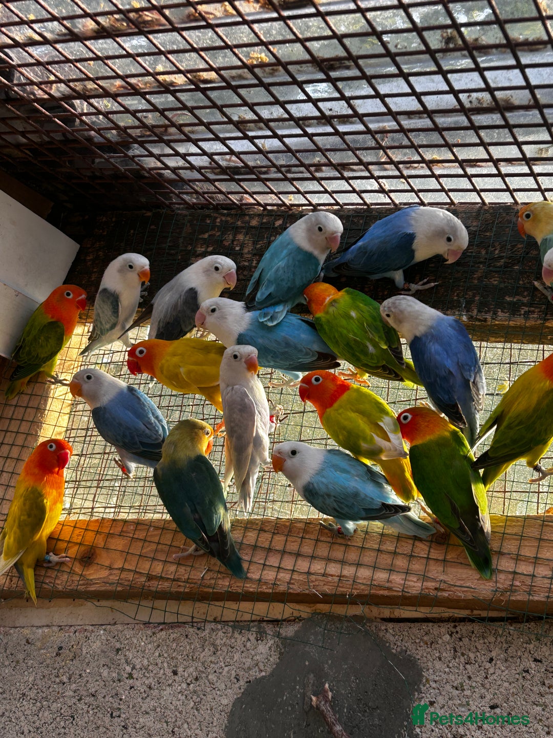 Lovebirds birds for sale: Beautiful Opline lovebirds in Birmingham - Image 1