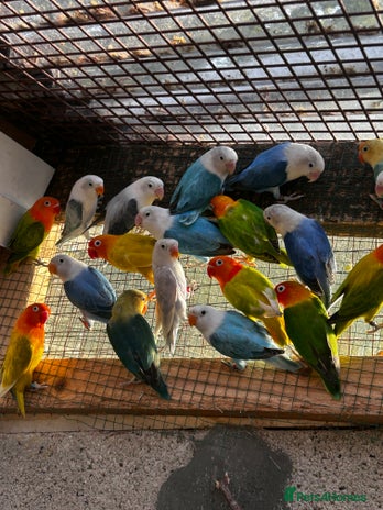 Lovebirds birds - Advert 4