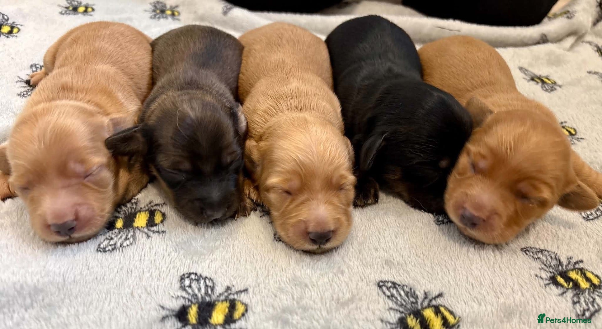 Dachshund dogs KC registered mini long hairs (boy) - Advert 1