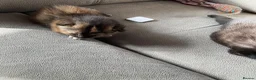 Mixed Breed cats for sale: 3 adorable domestic kittens - Advert 23