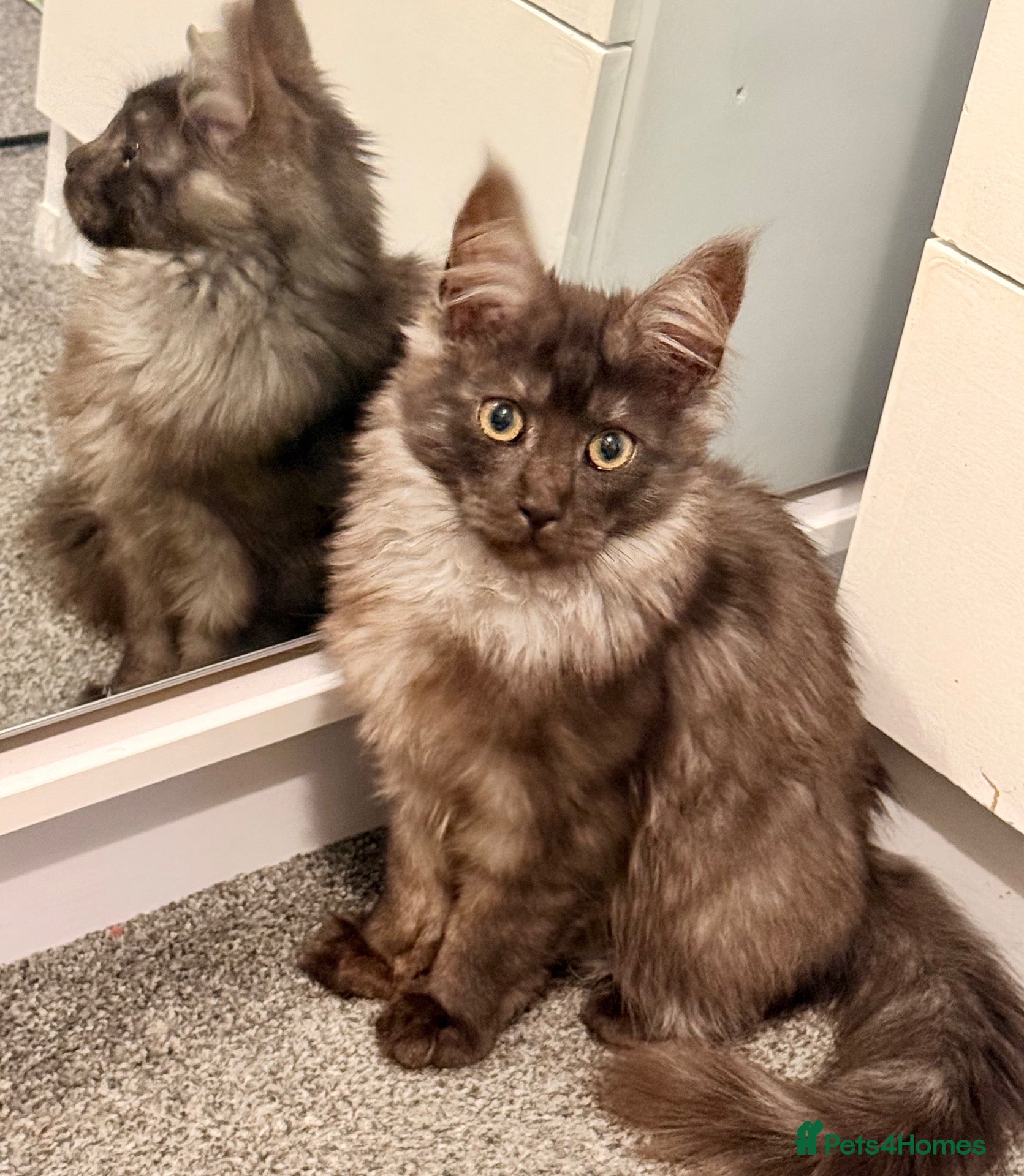 Maine Coon cats for sale: Beautiful Lady MaineCoon for sale!  - Advert 18