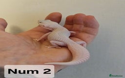 Leopard Gecko reptiles for sale: Blacknight macksnows and supersnows in tremper - Image 11