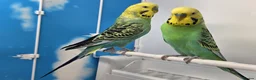 Budgerigars birds for sale: Stunning Budgies, various colors & Mutations - Advert 7