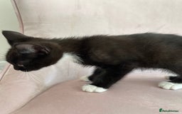 Mixed Breed cats for sale: ADOPT NOW! SWEET BLACK TUXEDO MALE TABBY LEFT - Image 16