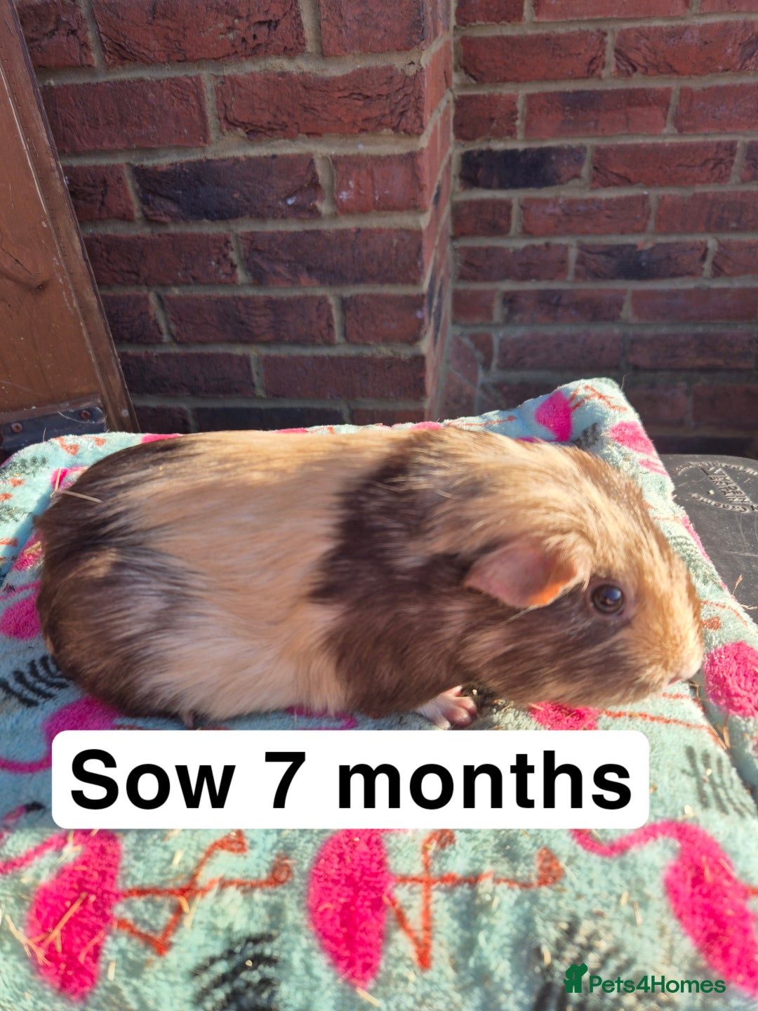 Guinea Pig rodents for sale: Guinea pigs  - Advert 7