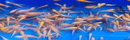 Koi Carp fish for sale: Mixed Koi Carp Fry (1 to 1.5 inch) pond baby fish - Advert 7