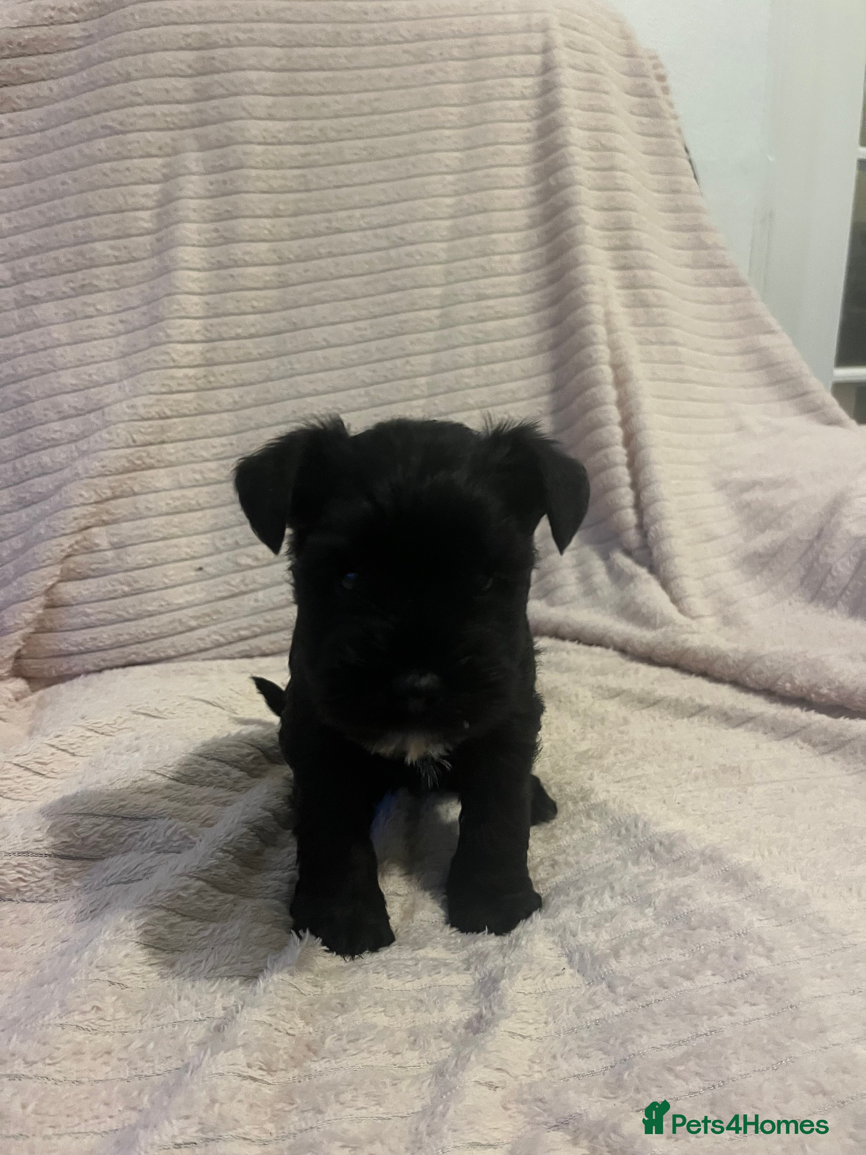 Miniature Schnauzer dogs Mini schnauzer puppies for sale  - Advert 2