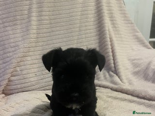 Miniature Schnauzer dogs Mini schnauzer puppies for sale - Advert 1