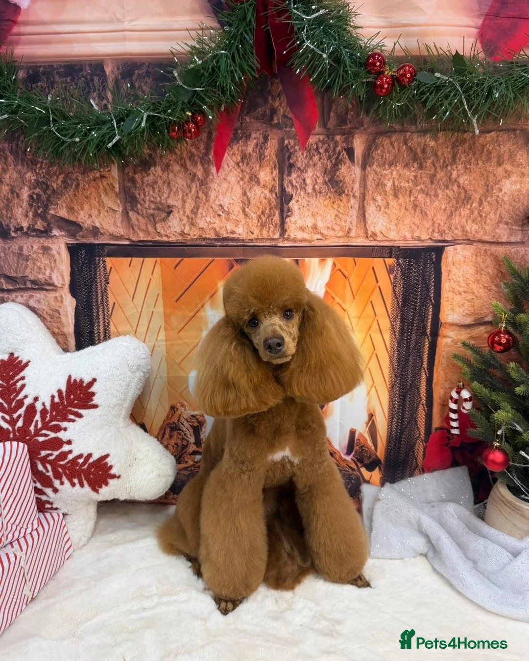 Poodle dogs for sale: Home bred miniature poodles - Advert 1