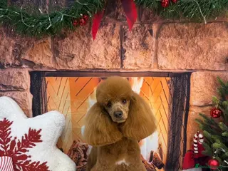 Poodle dogs Home bred miniature poodles - Advert 6