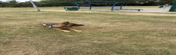 German Shepherd dogs for stud: Reno for stud in Leicester - Advert 2