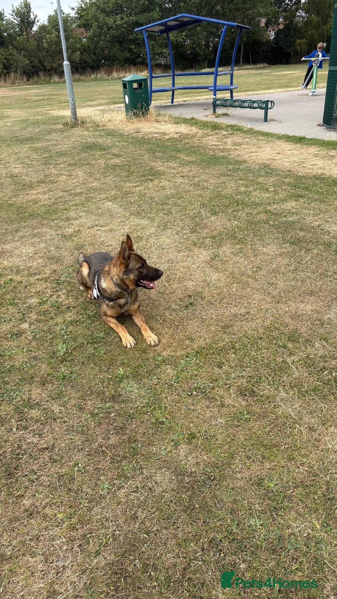 German Shepherd dogs for stud: Reno for stud in Leicester - Advert 2