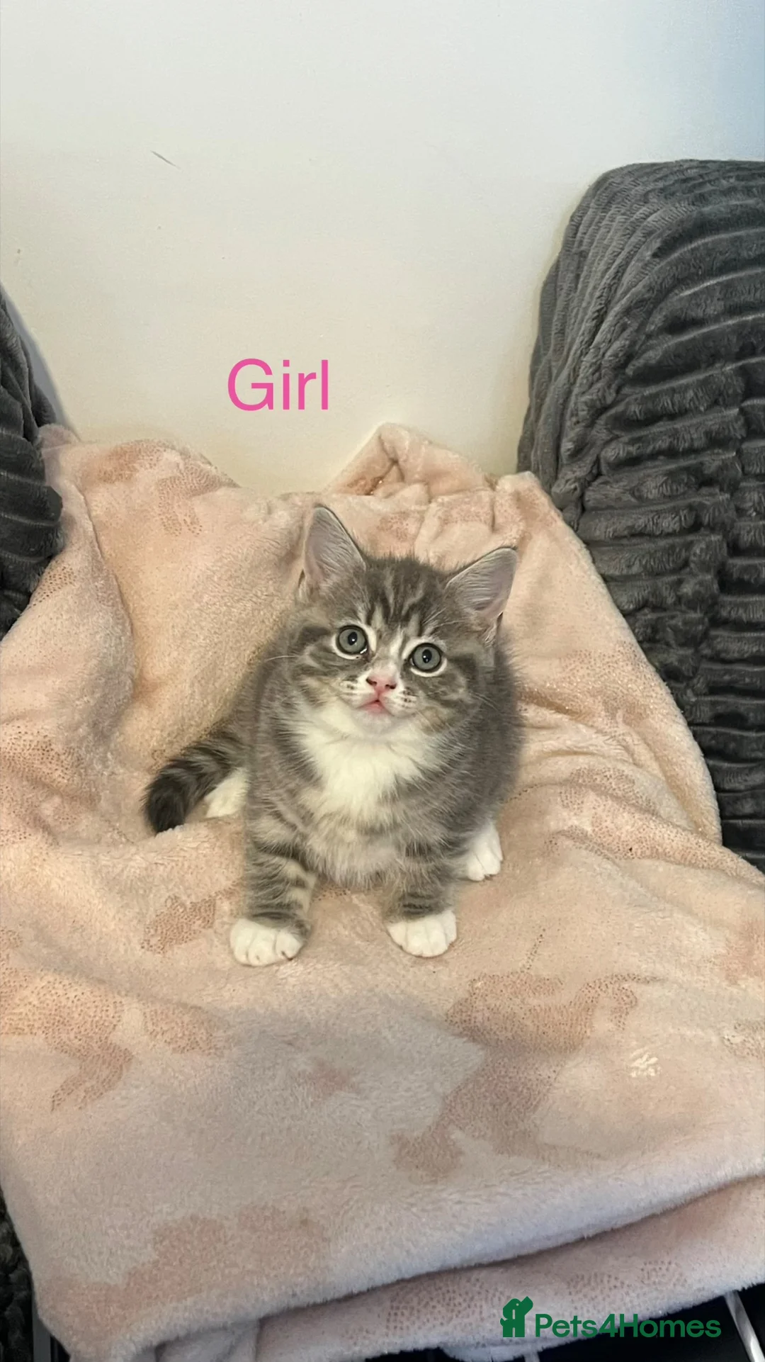 British Shorthair cats for sale: British shorthair tabby x Ragdoll blue point mix  - Advert 2
