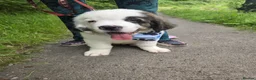 Saint Bernard dogs for sale: Last Male Saint Bernard Puppy READY TO LEAVE NOW - Advert 8