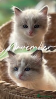 Ragdoll cats - Advert 2