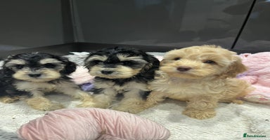 Cockapoo dogs - Advert 14