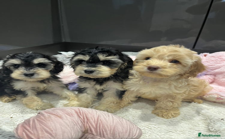 Cockapoo dogs - Advert 4