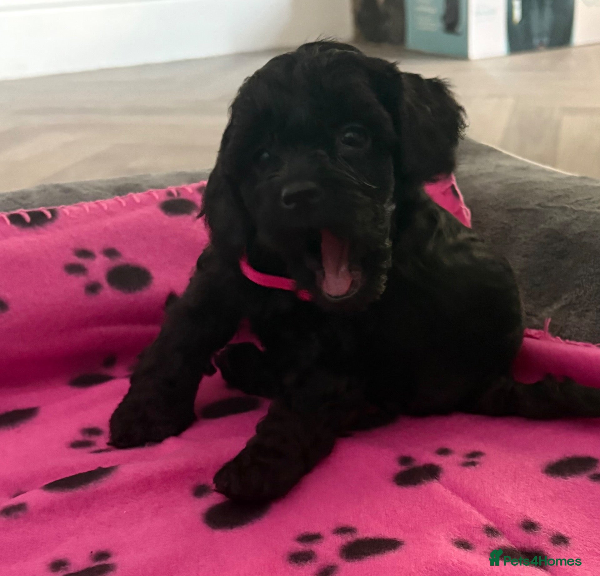 Cockapoo dogs Stop scrolling we have perfection 👇🐶 - Advert 3