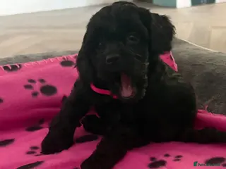 Cockapoo dogs Stop scrolling we have perfection 👇🐶 - Advert 3