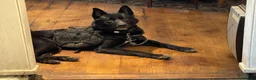 Mixed Breed dogs for sale: Stunning Shepherd Puppies Parents Can Be Seen - Advert 4