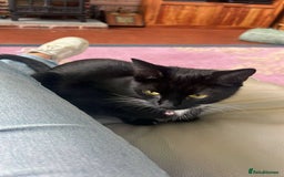 Mixed Breed cats for sale: X2 black and white kittens and one full black - Image 4