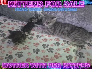 Mixed Breed cats Silver Bengal X Tabby Kittens For Sale - Advert 1