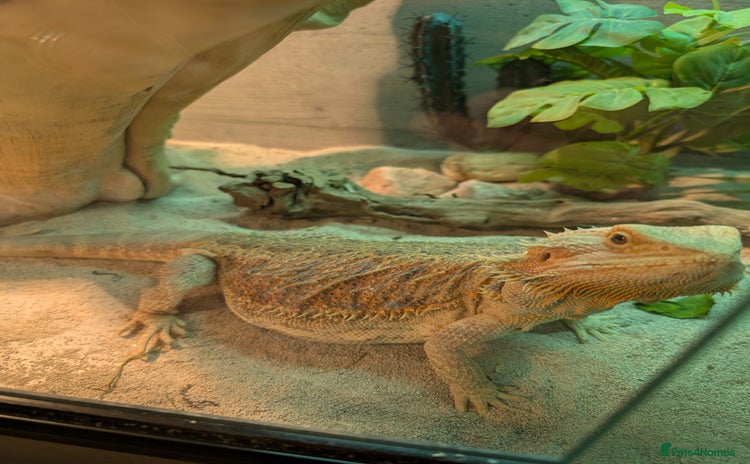 Bearded Dragon reptiles - Advert 1
