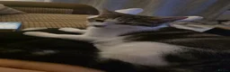 Mixed Breed cats for sale: 2 female cats in South Shields - Advert 5