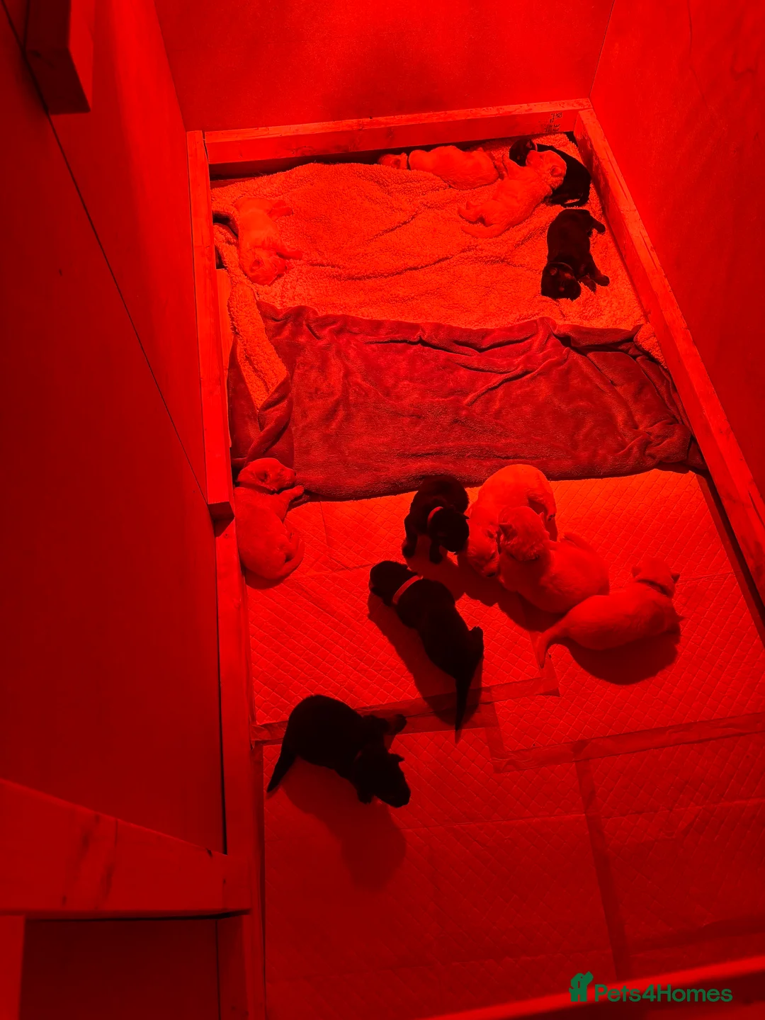 German Shepherd dogs for sale: German shepherd puppies  - Advert 2