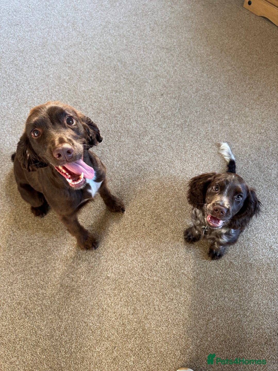 Cocker Spaniel dogs for sale: Cocker Spaniel - 1 Remaining! - Image 9