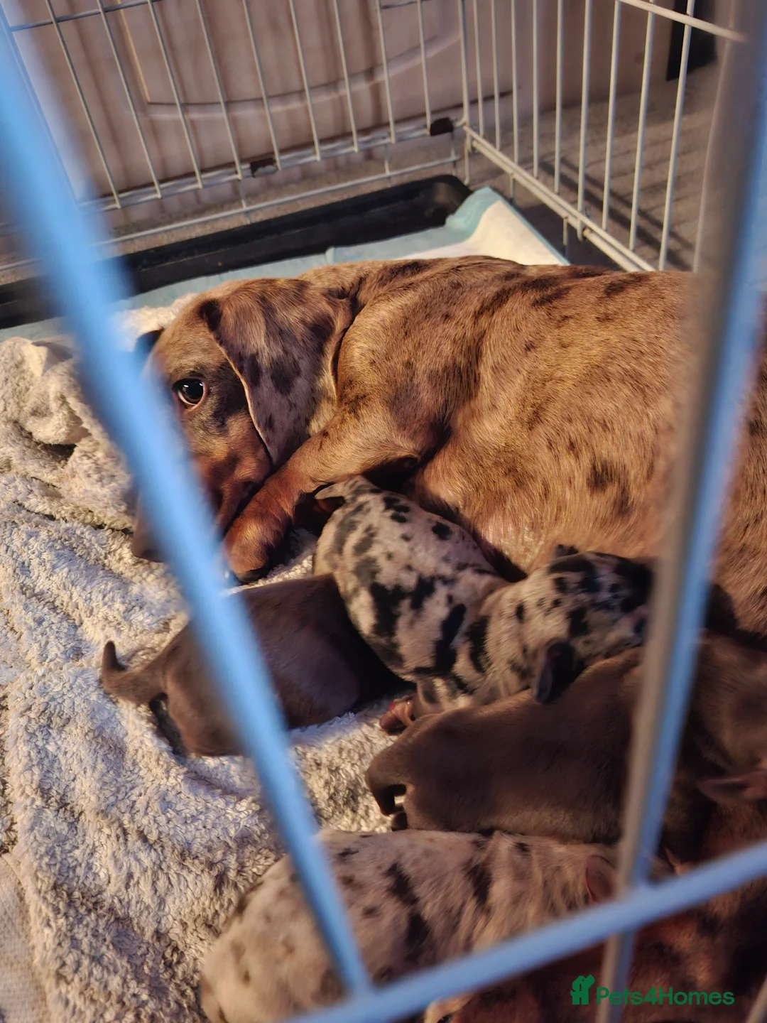 Dachshund dogs for sale: 3 beauifil dachshund puppys  - Advert 1