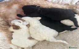 Cockapoo dogs for sale: 3 remaining Cockapoos looking for homes - Advert 3