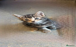 Domestic Shorthair cats for sale: Ready now British short hair  - Image 2