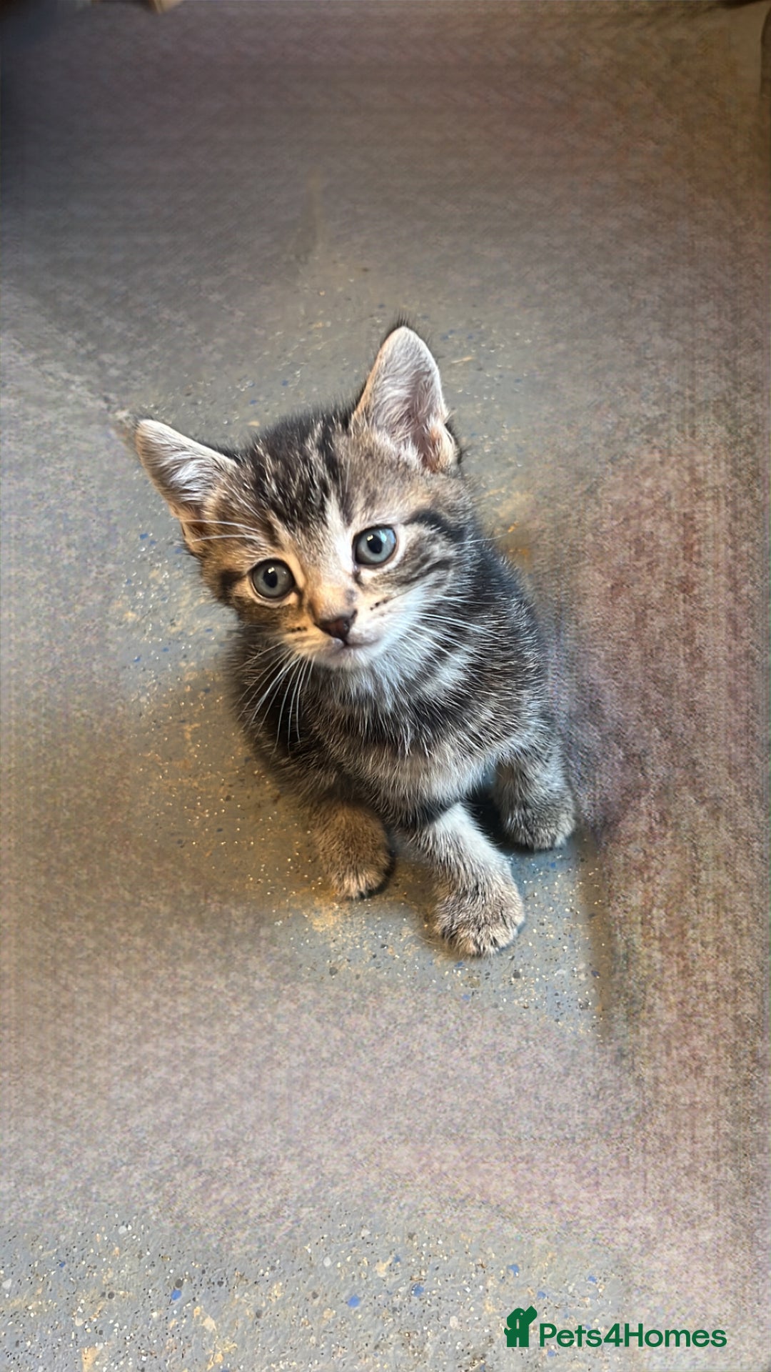 Domestic Shorthair cats for sale: Ready now British short hair  - Image 2