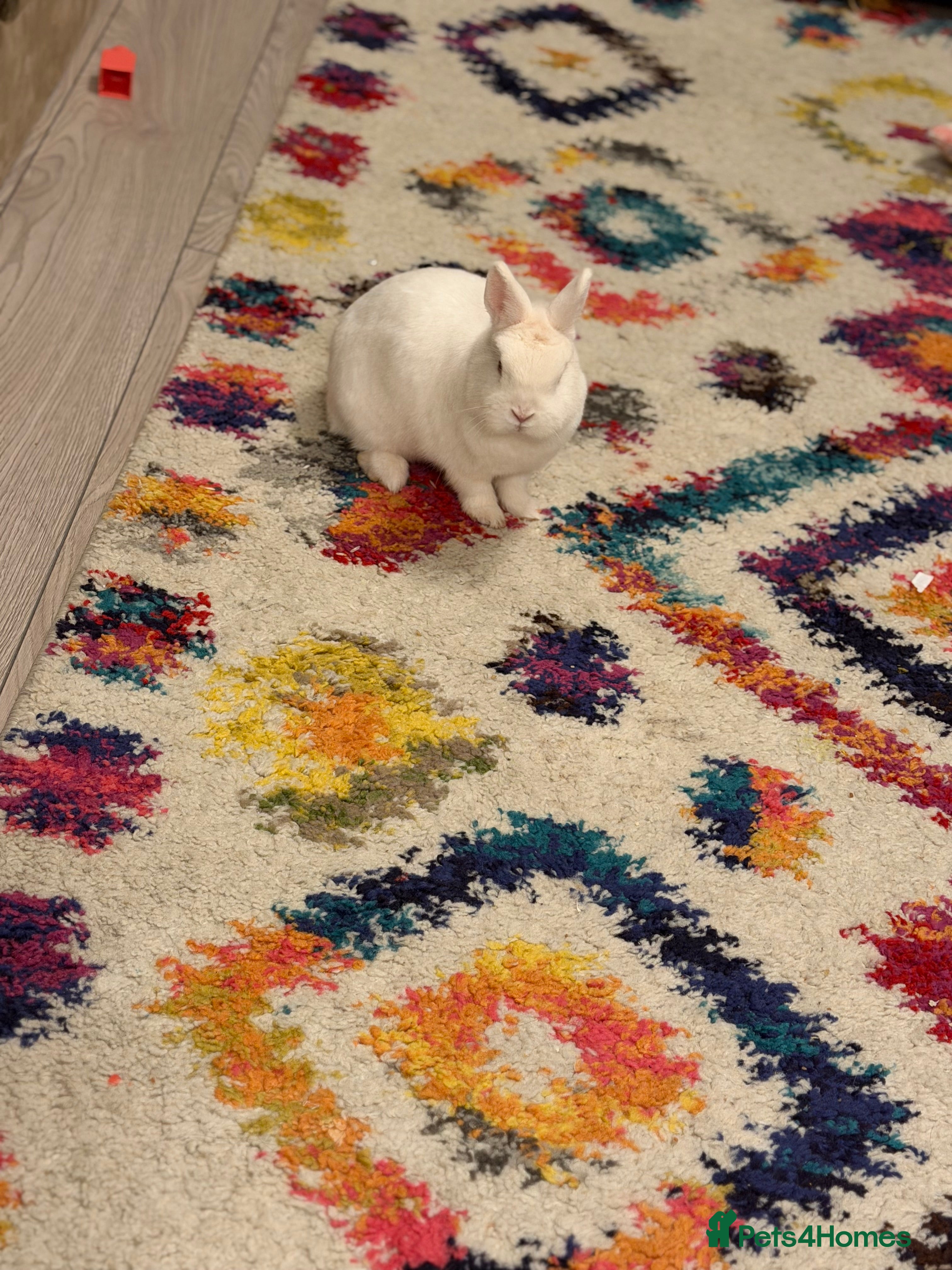 Mixed Breed rabbits Rabbit  - Advert 1