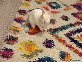 Mixed Breed rabbits Rabbit - Advert 4